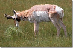 Pronghorn
