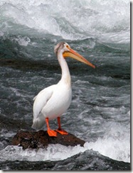 White Pelican