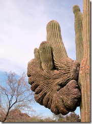 Cactus Fan