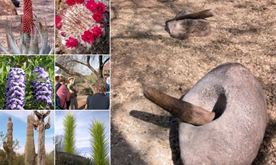 View Desert Botanical Gardens