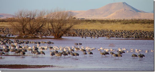 Sandhills and Canada Geese