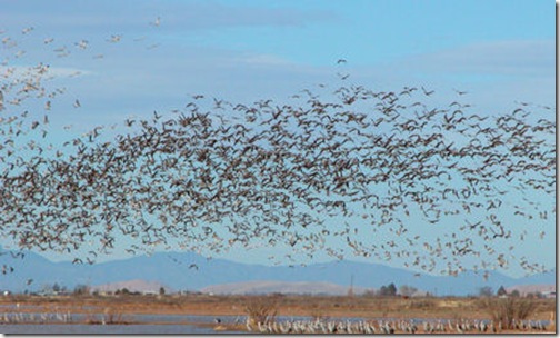 Sandhills on the Wing