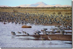 Standing Sandhills 2