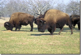 Woolaroc Bison