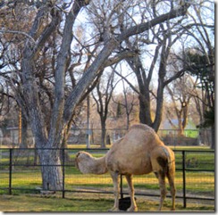 Garden City Zoo - Camel