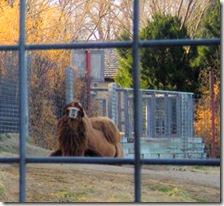 Garden City Zoo - Two-Hump Camel