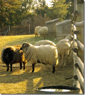 Littleton Museum Sheep