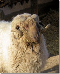 Littleton Museum Sheep Closeup