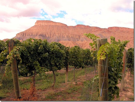 Mt. Garfield and Vineyard - A2010