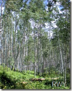 Aspen on Kebler Pass