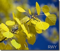 Yellow Aspen Twig[1]