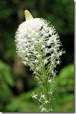Bear Grass
