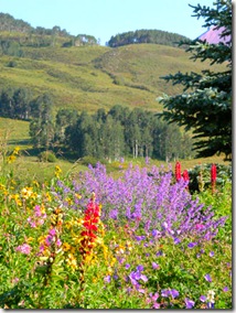 CB Mountains with Wildflowers