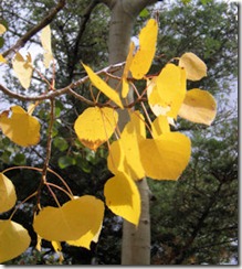 Aspen Leaves - Highway of Legends - B