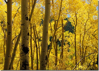 Backlit Aspen - B