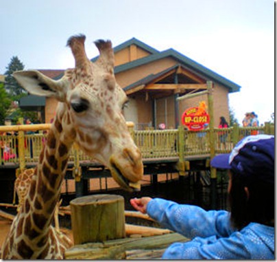 Feeding Giraffe 2 - B