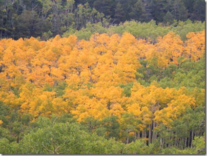 Golden Aspen Grove - Highway of Legends - B