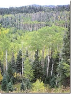 Green Aspen - Highway of Legends - B