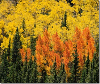 Orange Aspen Spires - B
