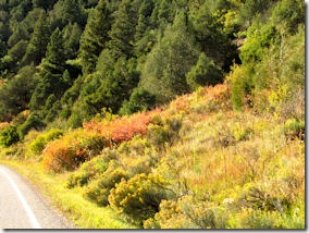 Roadside Color with Chamisa - B