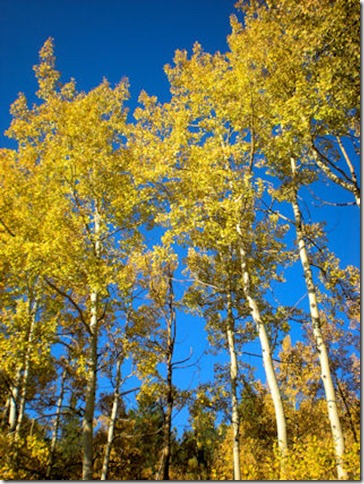 Vibrant Aspen - B