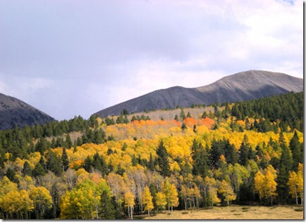 Aspen on LaVeta Pass - B