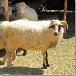 Golandrinas Sheep - B