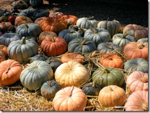 Golondrinas Pumpkins - B