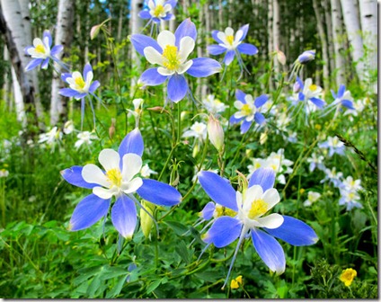 Eric's Field of Columbines - B
