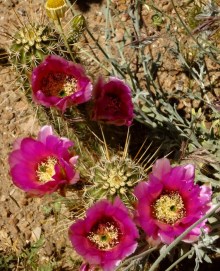 BTA - Blooming Cactus - Magenta