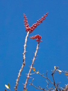 Ocotillo Bloom
