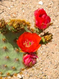 Red Cactus Bloom