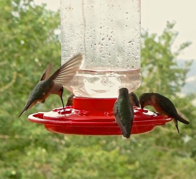 Baldpate Hummingbirds