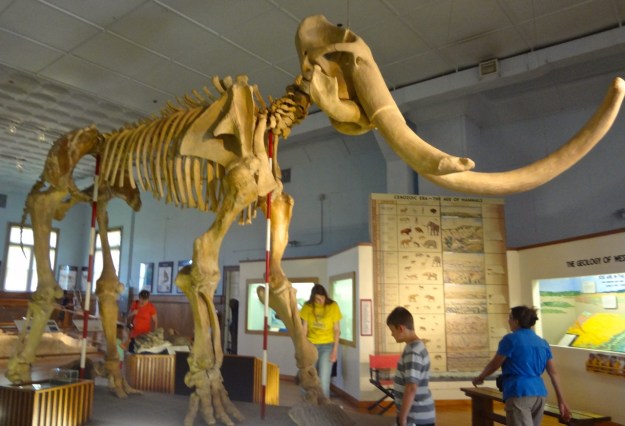 Trailside Mammoth - N