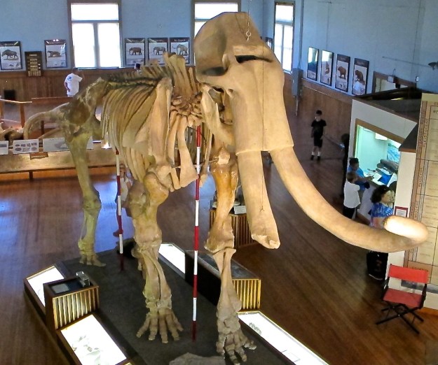 Trailsize Mammoth