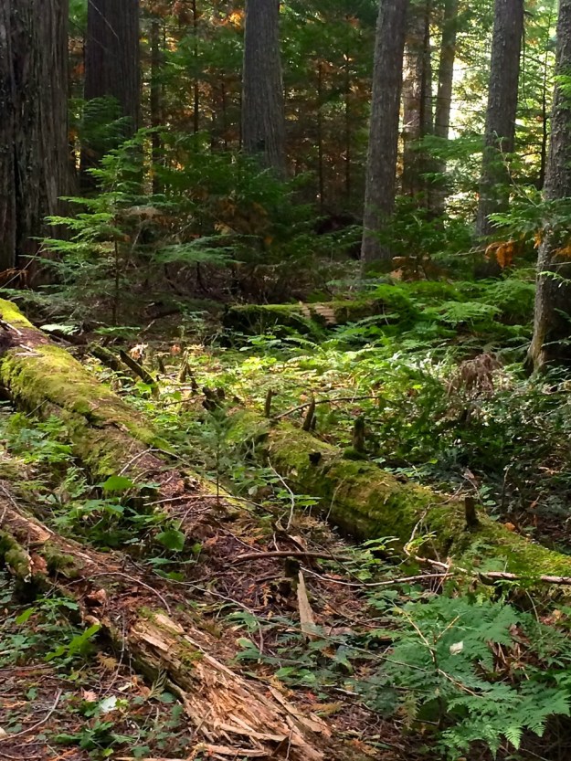 Ferns & Logs 0 Trail of Cedars