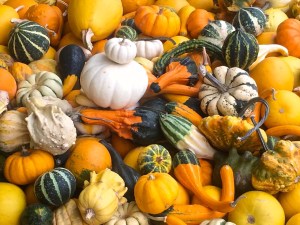 Okanagan Gourds