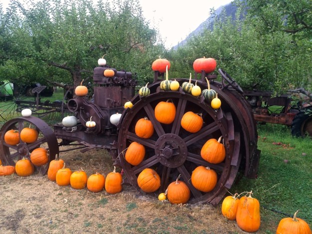 Parsons - Tractor & Pumpkins