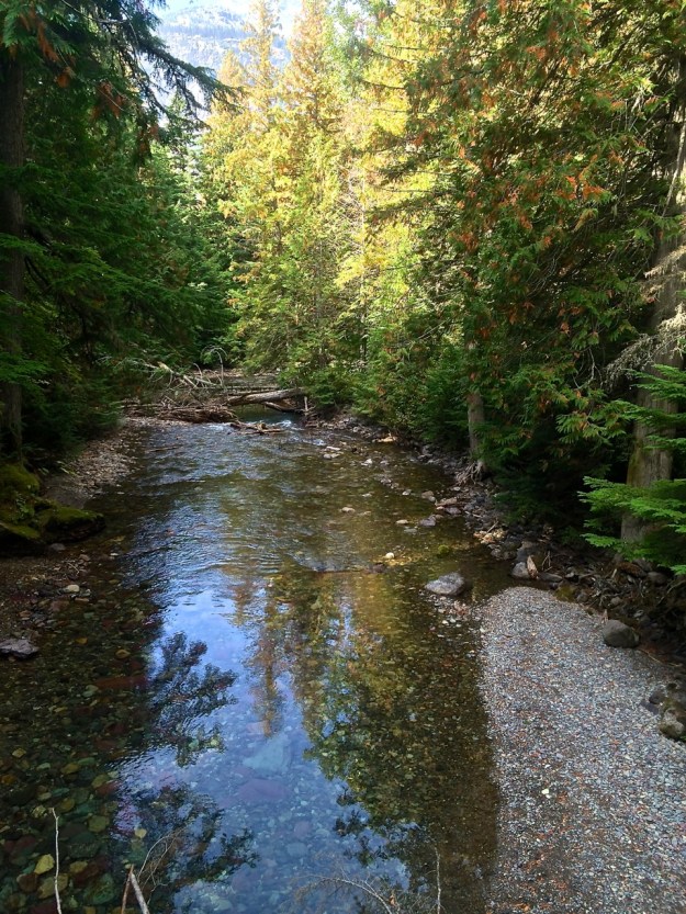 Reflections - Trail of Cedars