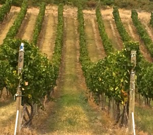 Rows of Vines