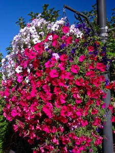 Vernal Hanging Basket