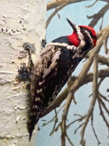 Red-Headed Bird - RSM