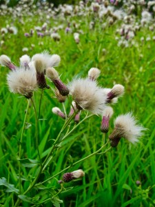 RMNP - Floral Fluff