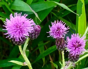 RMNP - Pruple Flowers