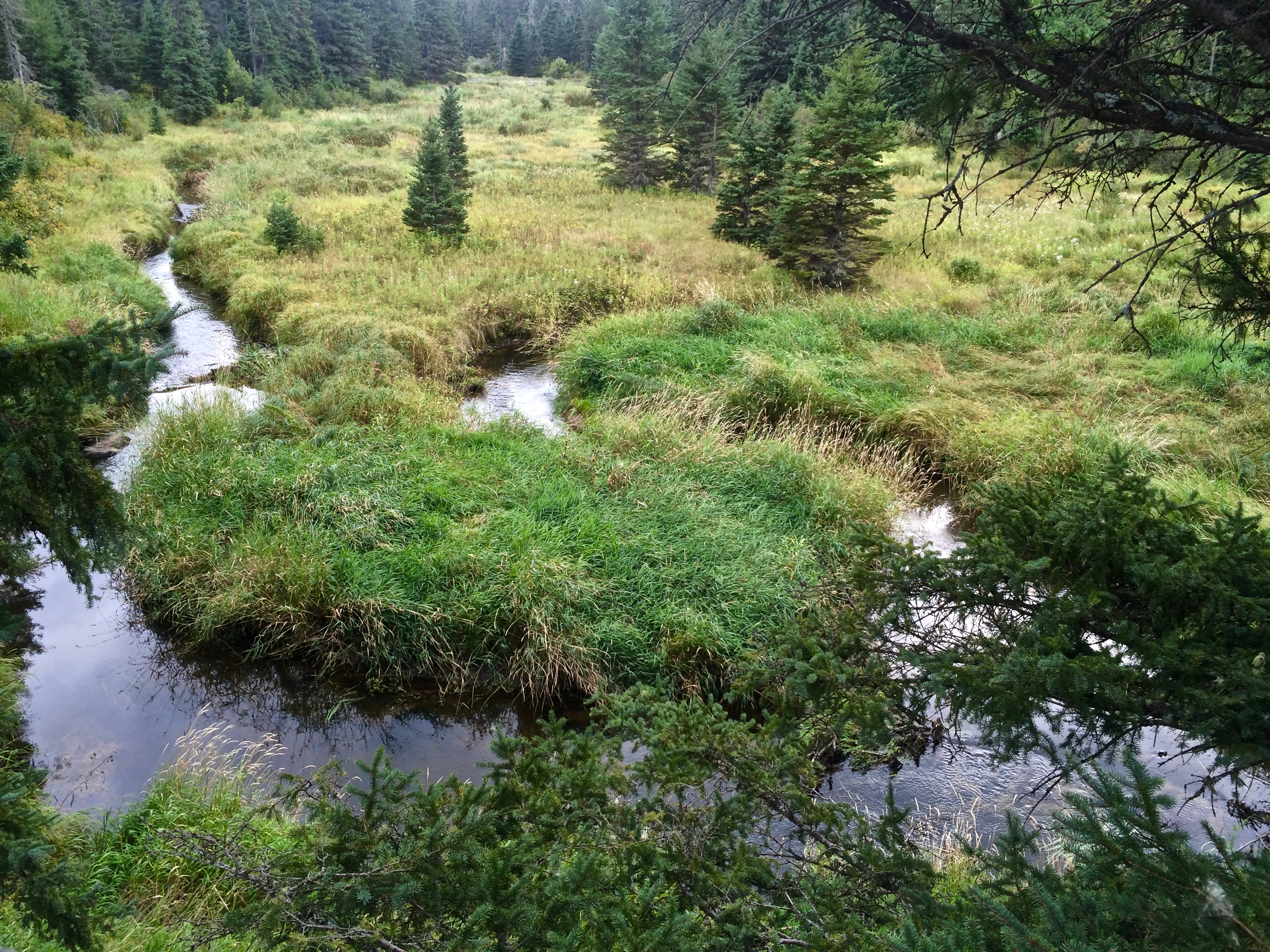 RMNP - Stream with Cloud Reflections