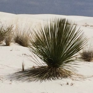 White Sand Yucca
