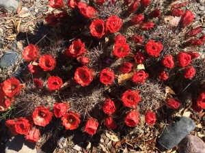 Red Cactus Blooms