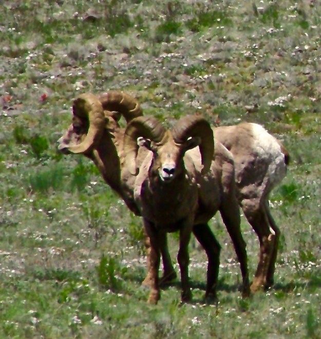 Bob' Sheep - Nancy's Edit