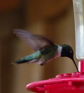 Humming Bird - B&amp;B in Pagosa Springs