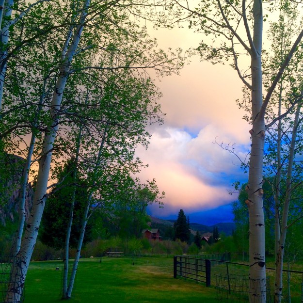 South Fork Evening Light Through the Aspen